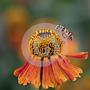 Hoverfly, Myathropa florea, collecting pollen from a single helenium flower