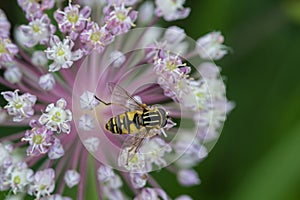 Hoverfly on onion flower