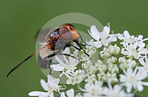 Hoverfly or Pellucid fly drinking nectar photo