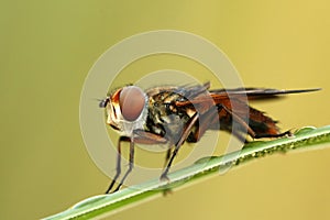 Hoverfly Phasia hemiptera photo