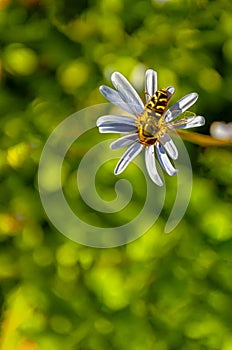 Hoverfly on Pink Flower