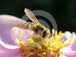 Hoverfly on a pink flower