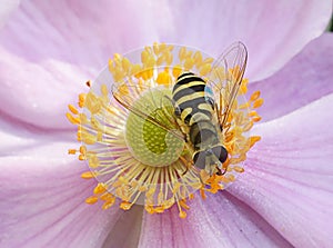 Hoverfly on a pink flower photo