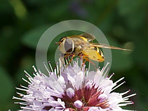 Hoverfly on a pink flower