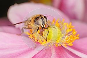 Hoverfly on a pink flower