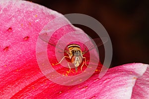 Hoverfly on a pink flower - Oriental lily