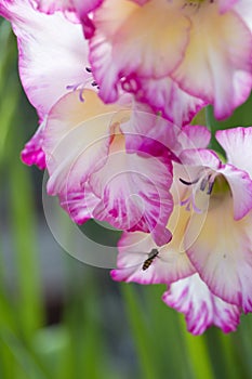 Hoverfly and Pink gladiolus flower