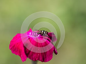 Hoverfly on a pink rose campion bloom