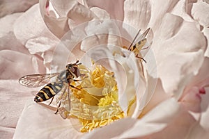 Hoverfly on Pink Rose