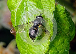 Hoverfly - Pipiza noctiluca at rest.
