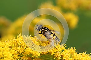 Hoverfly