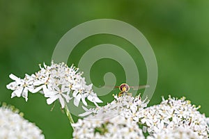 Hoverfly pollinating cow parsley, anthriscus sylvestris