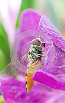 Hoverfly