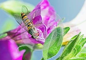 Hoverfly