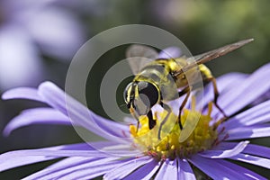 Hoverfly on Purple Aster x frikartii `Monch`