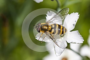 Hoverfly resting on a green leaf