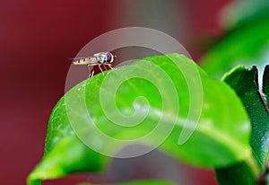 Hoverfly resting on a vibrant green leaf