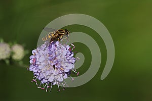 Hoverfly on a Scabious flower.