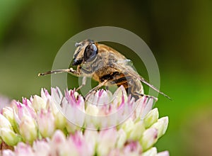 Hoverfly on sedum flower blossoms