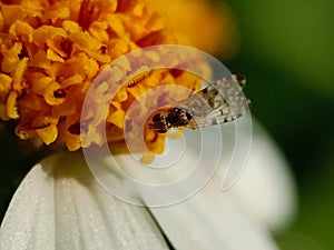 A Hoverfly Seen From Above Perched On A Wild Daisy Flower