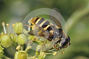 Hoverfly - Sericomyia silentis