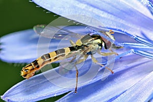 Hoverfly sits on a blue chicory flower.