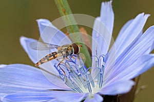 Hoverfly sits on a blue chicory flower.