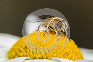 Hoverfly sits on a camomile