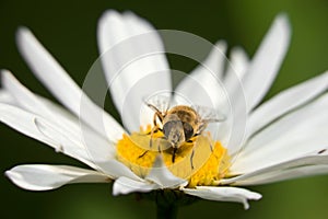 Hoverfly sits on a camomile