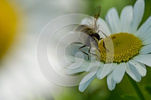 Hoverfly sitting on a chamomile flower macro photo