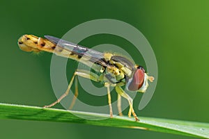 A hoverfly sitting on a leaf in the sun