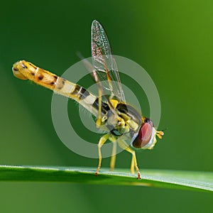 A hoverfly sitting on a leaf in the sun