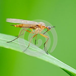 A hoverfly sitting on a leaf in the sun
