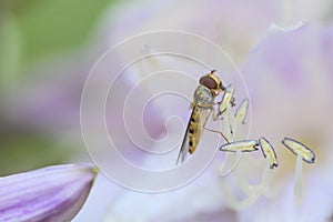 A hoverfly sitting on the pollen of a purple white flower