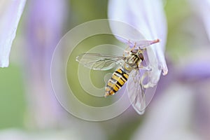 A hoverfly sitting on the pollen of a purple white flower