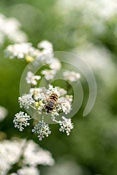 a hoverfly on white flowers