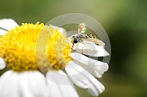 A Hoverfly, Sphaerophoria scripta, on a daisy