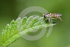 Hoverfly - Sphaerophoria