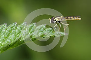 Hoverfly - Sphaerophoria