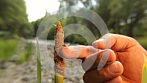 Hoverfly standing on a reed flower then standing on an exotic vet `s finger