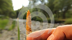 Hoverfly standing on a reed flower then standing on an exotic vet `s finger