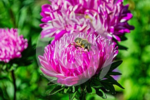 Hoverfly subfamilies Eristalinae Latin: Eristalis tenax on pink Aster, close up. Precise selective focus. Soft blurry background