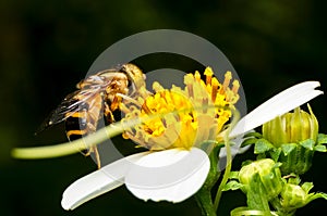 Hoverfly sucking nectar on flower