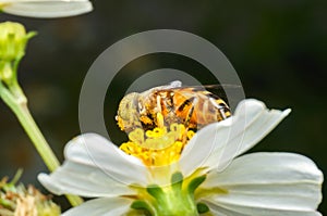 Hoverfly sucking nectar on flower