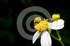 Hoverfly sucking nectar on flower