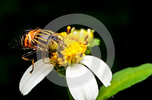 Hoverfly sucking nectar on flower