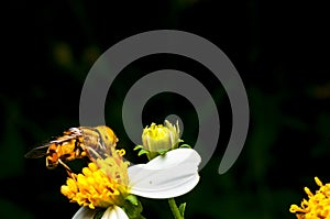 Hoverfly sucking nectar on flower