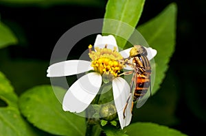 Hoverfly sucking nectar on flower