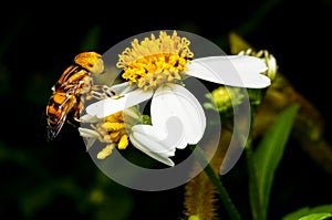 Hoverfly sucking nectar on flower