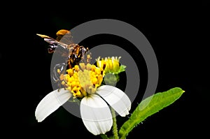 Hoverfly sucking nectar on flower